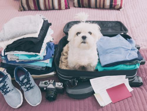 Pets in airport