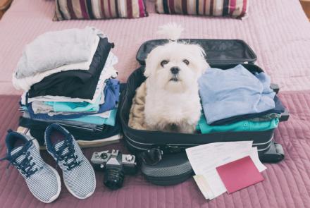 Pets in airport